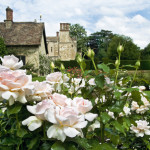 ‘Soham Rose’ in the Rose Garden at Anglesey Abbey, Cambridgeshire. Credit: NTPL/Brian & Nina Chapple