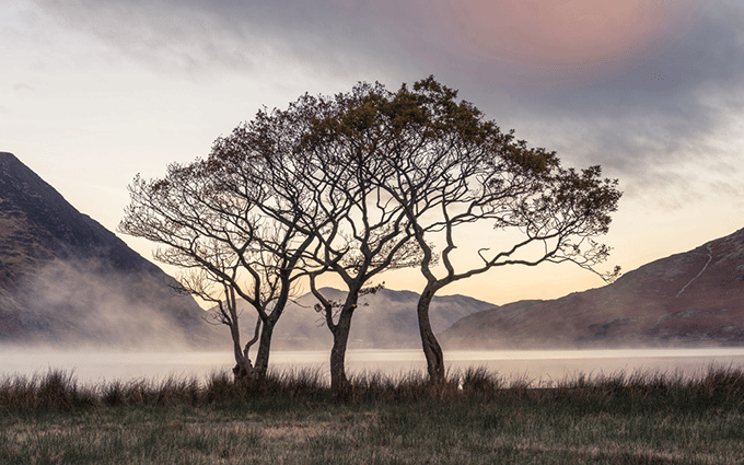 A Sense of Belonging, Crummock Trees, Cumbria, by Colin Bell  Classic View Runner Up, Landscape Photographer of the Year, Take a view 2014