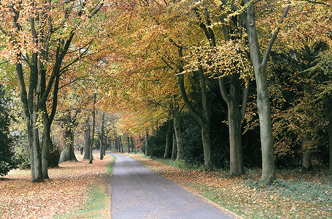 Autumn walking at Bowood