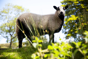 Badger Face Welsh Mountain Sheep