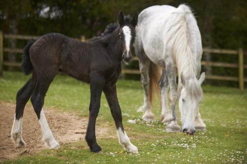 Cornwalls-Crealy-Great-Adventure-Park-Shire-horse-foal-born-at-Cornwalls-Crealy-Shire-foal-with-Mum-Orla-2.jpg