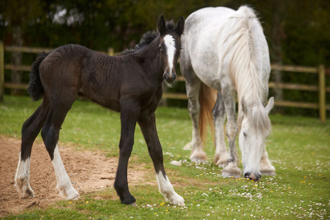 Cornwalls-Crealy-Great-Adventure-Park-Shire-horse-foal-born-at-Cornwalls-Crealy-Shire-foal-with-Mum-Orla-2