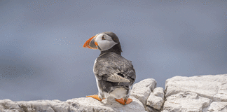 Puffin puffins island of farne rock searching 37,000 national trust 90 years ninety