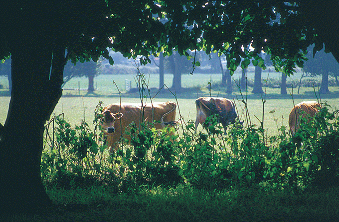 Jersey cows, the Channel Islands. Credit: Gareth Sambridge/Visit Jersey