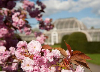 Kew Gardens, London, in spring. Peter Rabbit at Kew