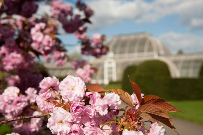 Kew Gardens, London, in spring. Peter Rabbit at Kew