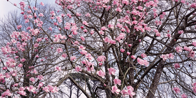 Magnolia-at-Trengwainton-©National-Trust-Images-Stephen-Robson