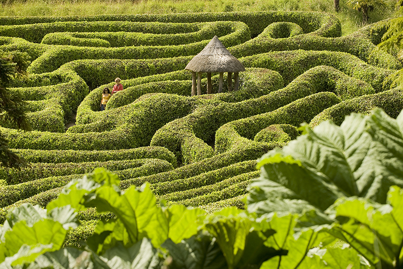 The maze at Glendurgan Garden, Cornwall