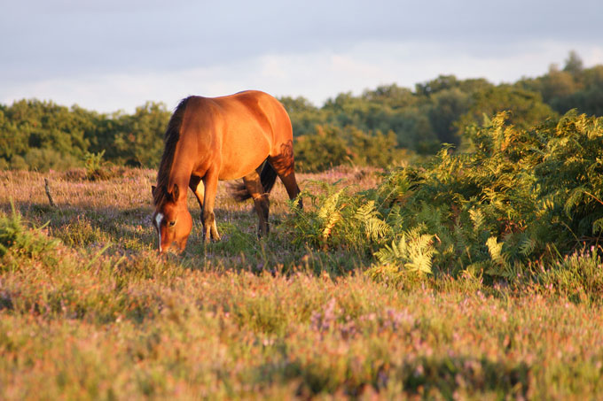 Pony-grazing-in-evening-lightCrockford-ClumpMartin-ONeill-New-Forest-NP