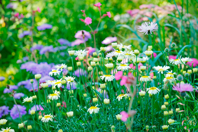 Show-Gardens-at-RHS-Hampton-Court-Palace-Flower-Show---Copy