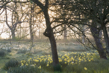 Daffodils in the early morning light in the Orchard at Sissinghurst Castle Garden, near Cranbrook, Kent