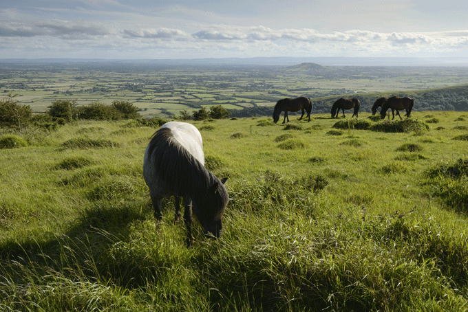 Somerset horses. Photo: Stephen Spraggon/Visit Britain