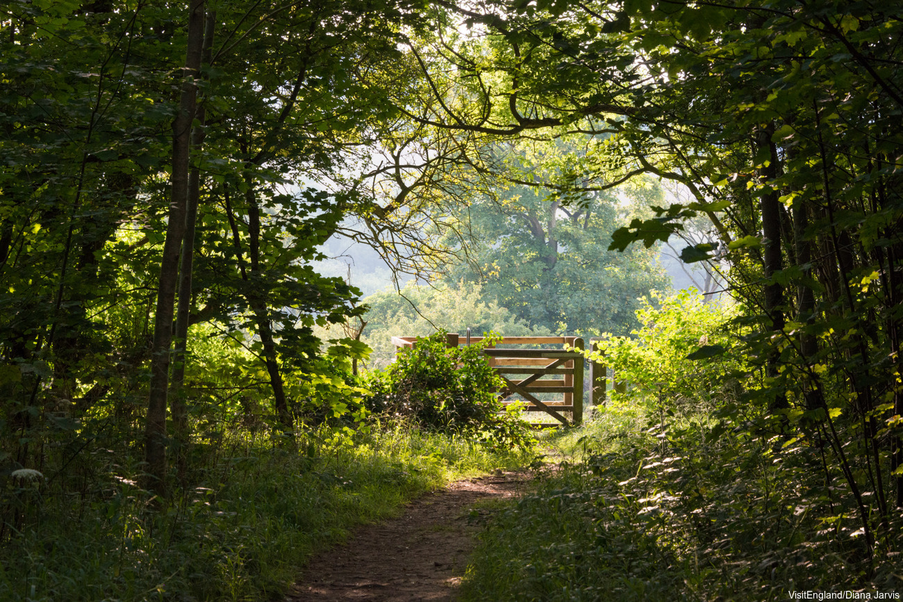 View of the woods in the Stanmer Country Park, Brighton. Credit: Visit Britain