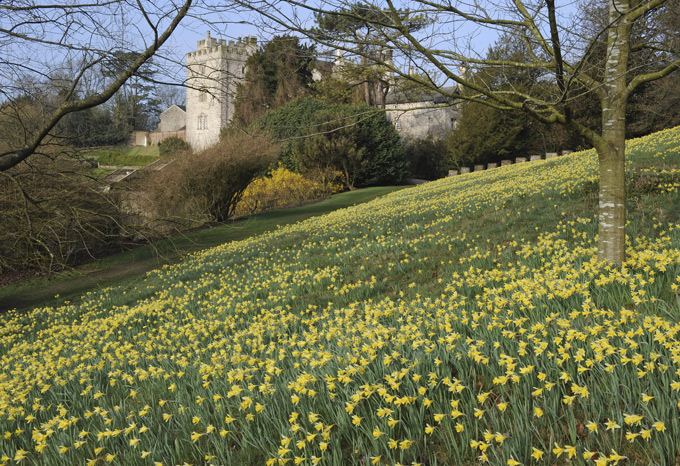 Wild-daffodils-at-Sizergh,-©National-Trust-Images-Val-Corbett