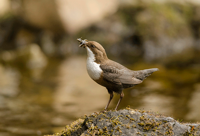 Dipper with Grubs, by William Bowcutt (age 11). Winner of the Under-12 category
