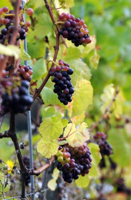Grapes at Denbies vineyard © andynewboldphotography.com