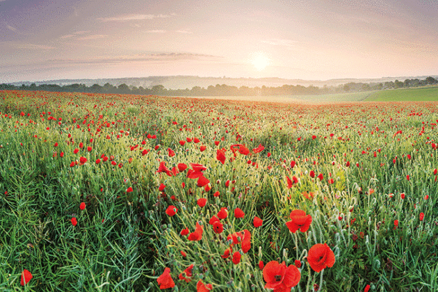 poppies kent world war one field cantebury