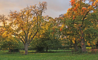 Hereford Orchard