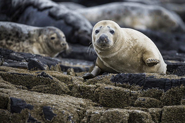 seal farne island national trust uk autumn haven conservation atlantic seals